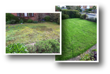 Lawn before treatment and after treatment by GreenThumb Stafford
