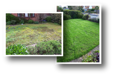 GreenThumb Ashbourne before and after lawn treatment photo 