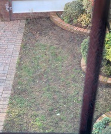 lawn before it was treated by GreenThumb Worthing