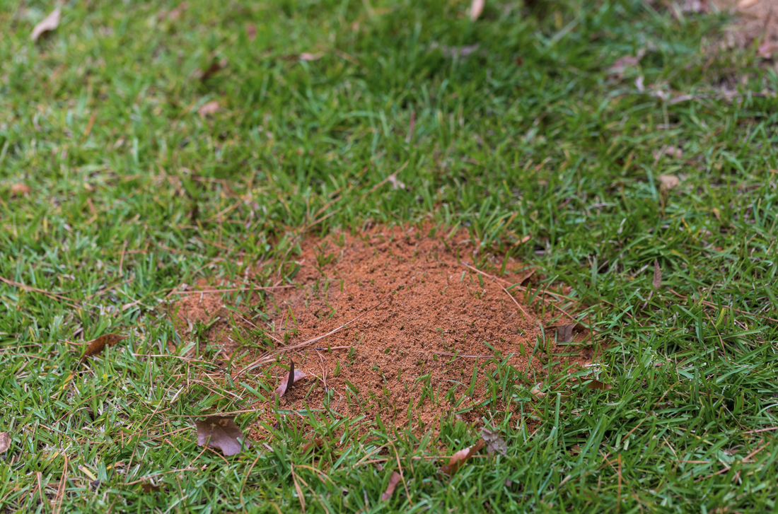 ants on lawn