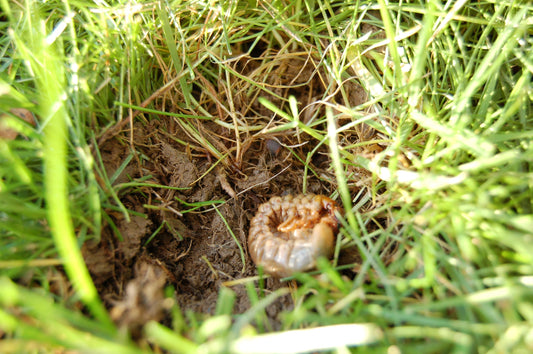 Chafer Grub in a lawn