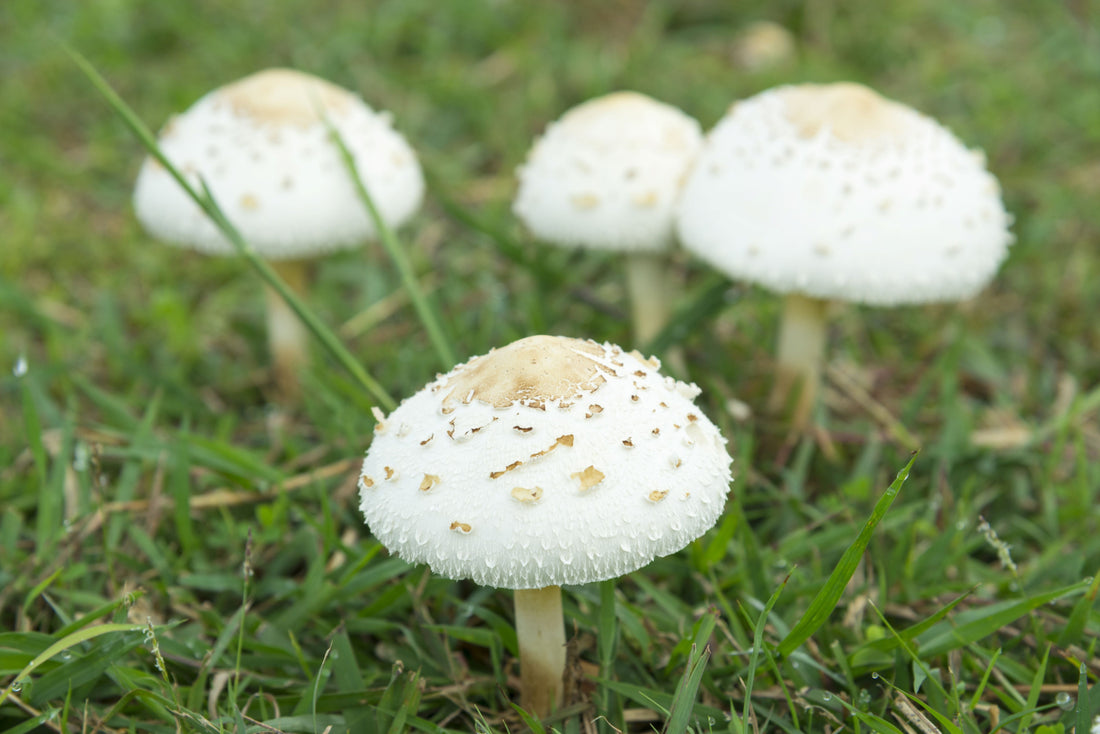 mushrooms on a lawn, toadstools on lawn, lawn toadstools, mushrooms in grass