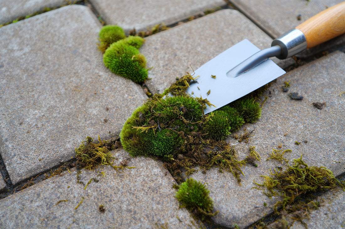 How to Manage Moss on Your Patio