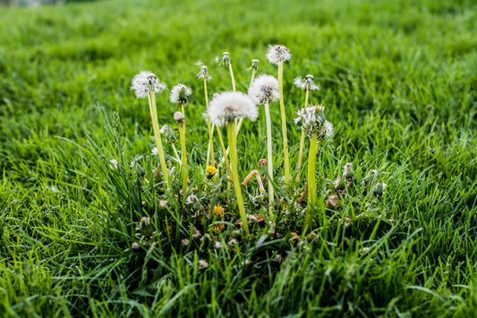 Understanding Common Lawn Weeds: A Complete Guide