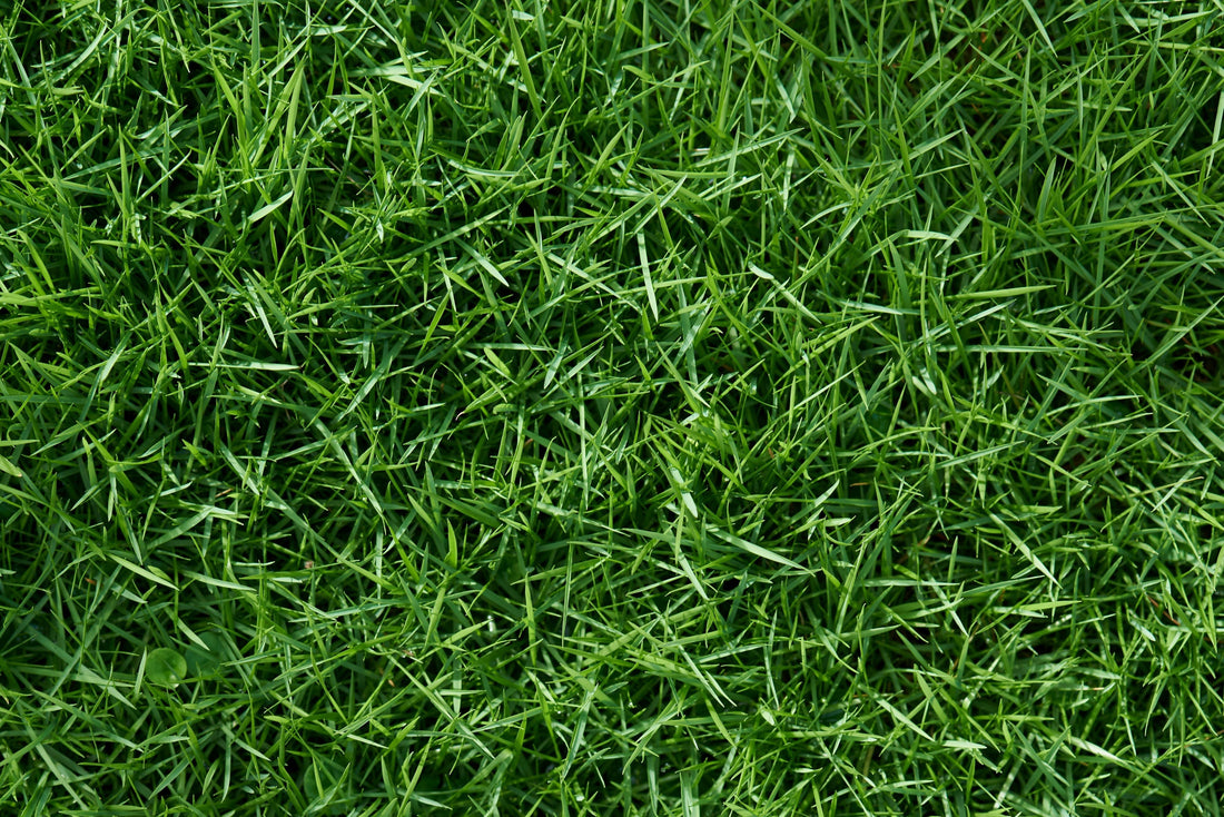 How to Make Your Grass Green: Expert Tips for a Lush Lawn