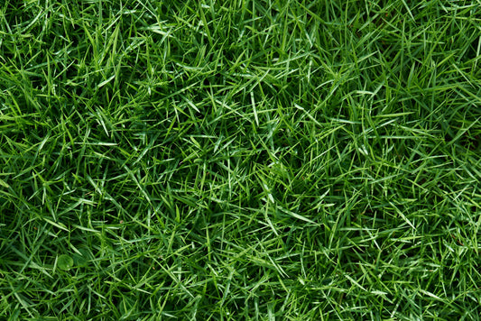 How to Make Your Grass Green: Expert Tips for a Lush Lawn
