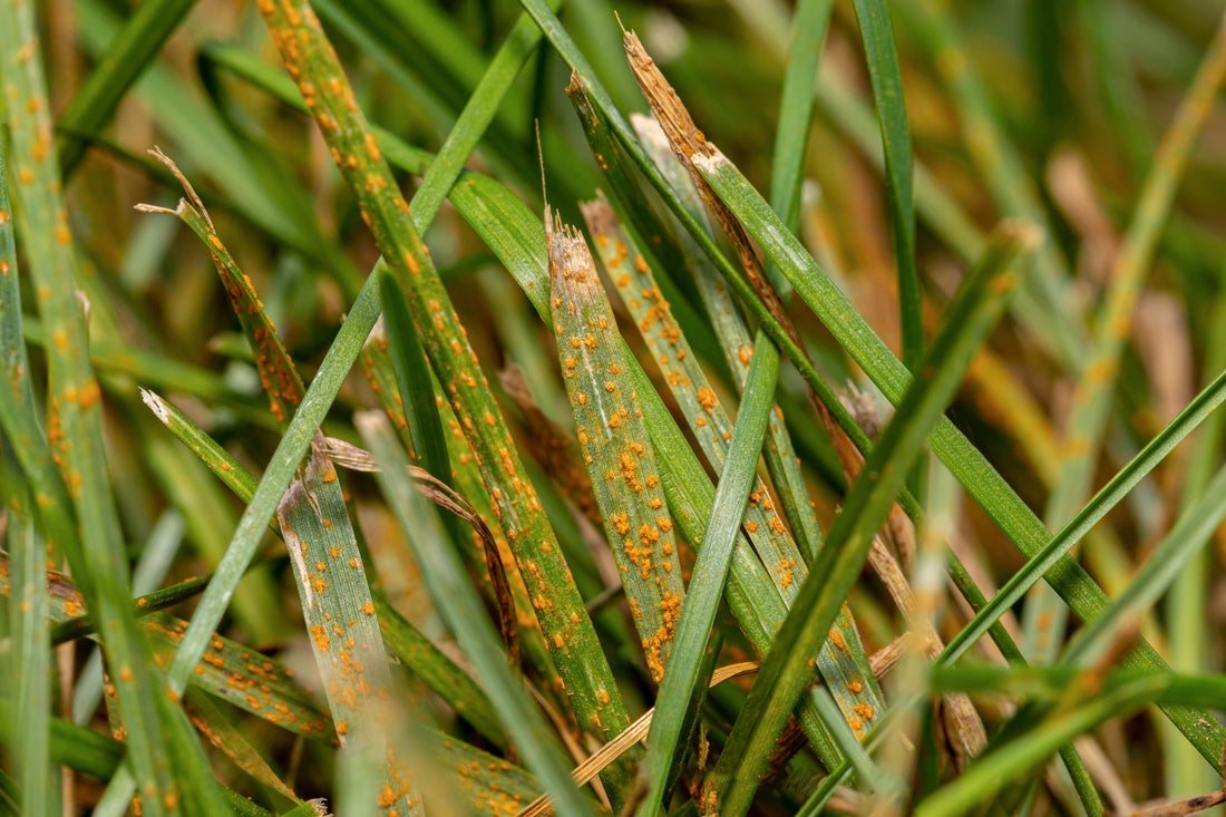 Lawn Rust Explained