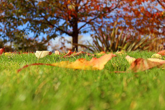 Autumn Leaves on a Autumn lawn