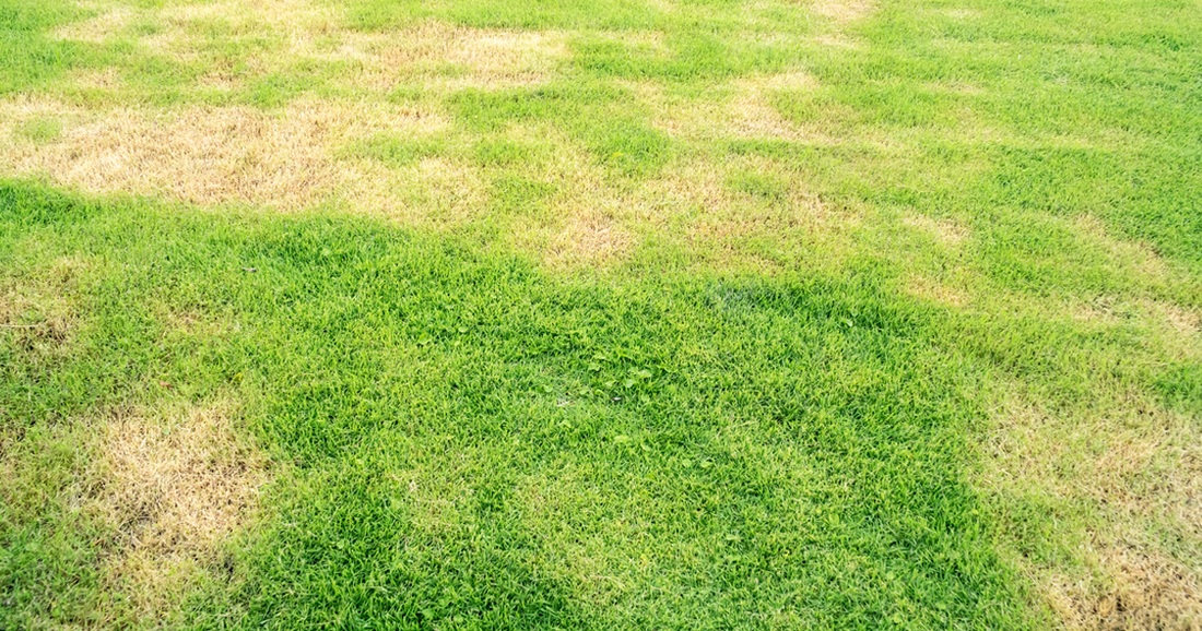 dry patches of yellow grass in a lawn