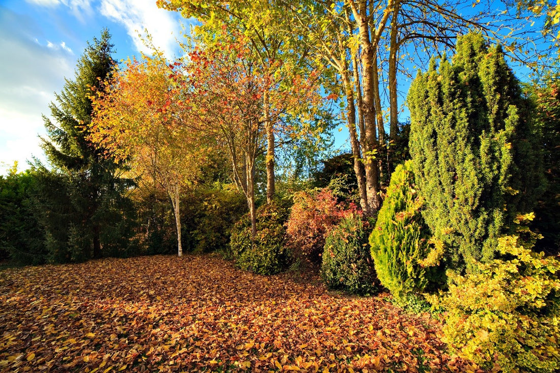 How to care for your lawn in Autumn