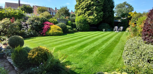 Lovely, healthy GreenThumb lawn with stripes and border on a summer day