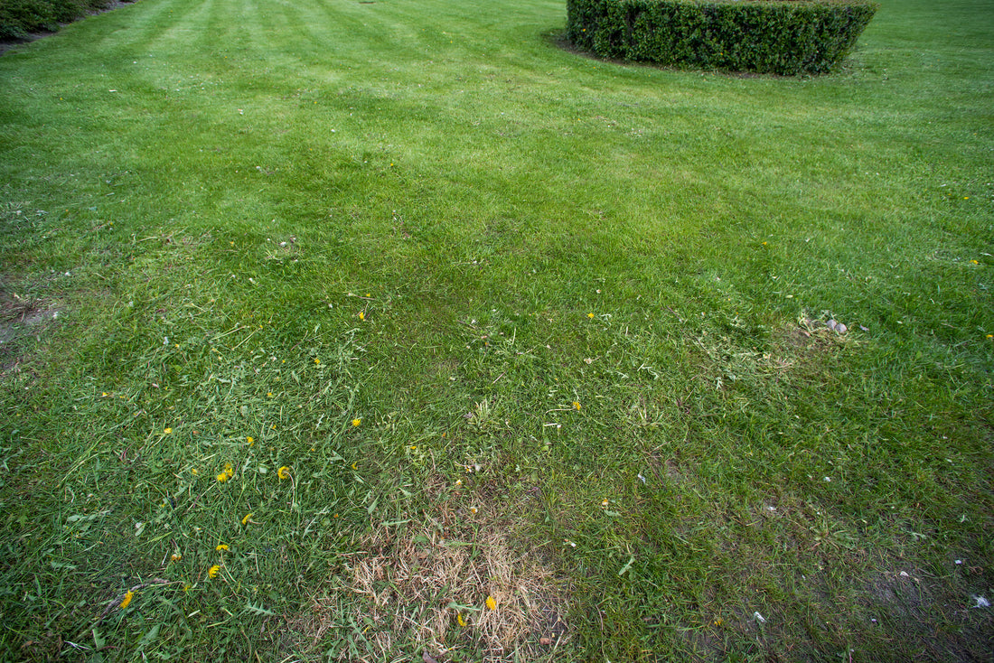 bare patch with no grass on a lawn