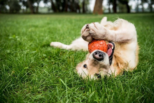 golden retriever chewing a ball on a GreenThumb lawn 