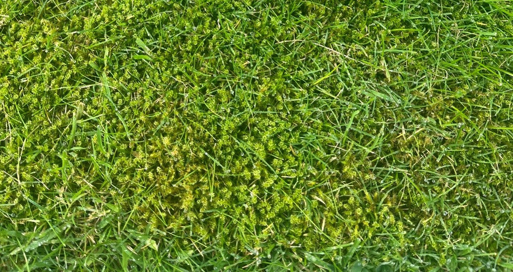 Moss in a lawn