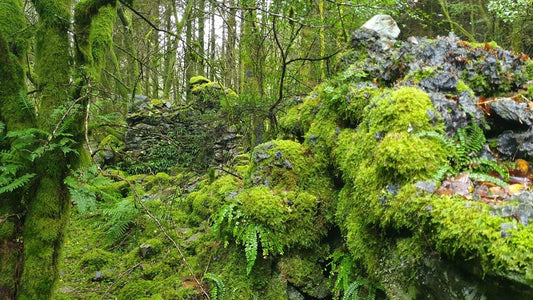 moss forest, moss biology, types of moss