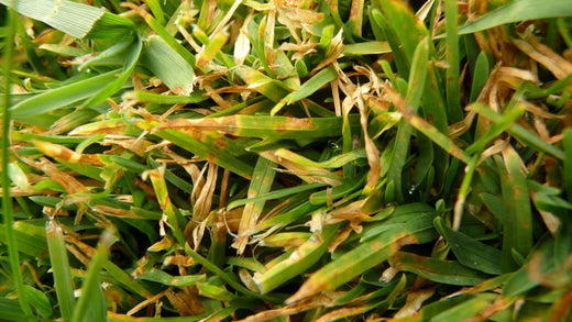 Yellow Lawn, Yellow Grass, Yellow Patches Lawn, why is my lawn yellow