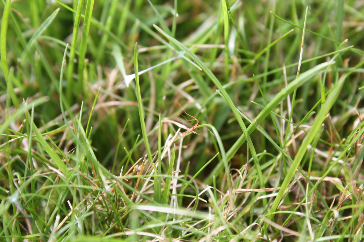 Pink, red tips on grass leaves. Red Thread