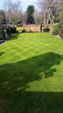 Checkerboard mowing pattern on a lawn that has been treated by GreenThumb Bromley and Croydon