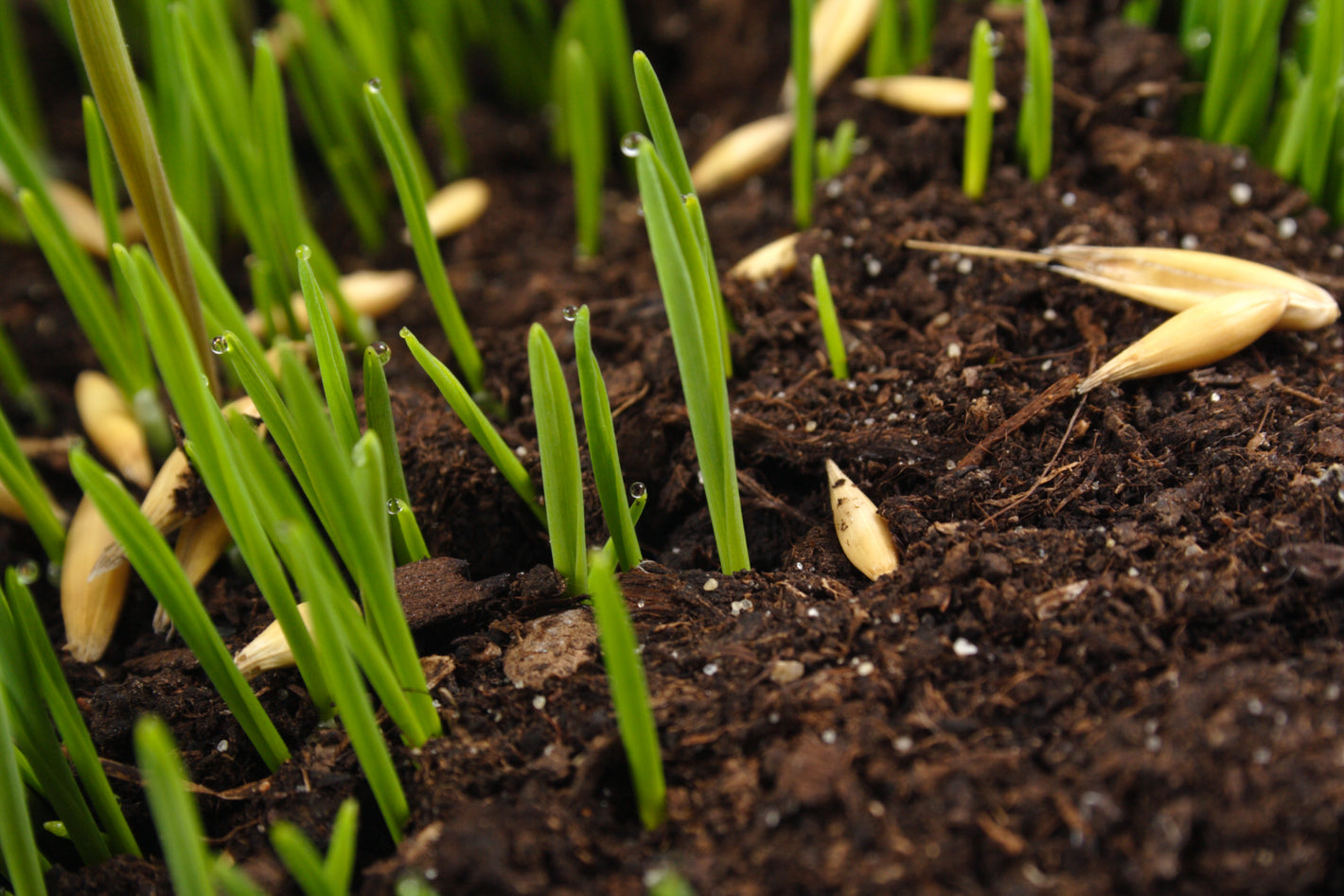 Grass seeds on soil with grass starting to spout and grow 