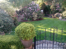 A beautiful small garden with a lawn tretaed by GreenThumb Bolton West
