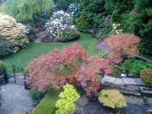 A lawn treated by GreenThumb Bolton West in a small garden area