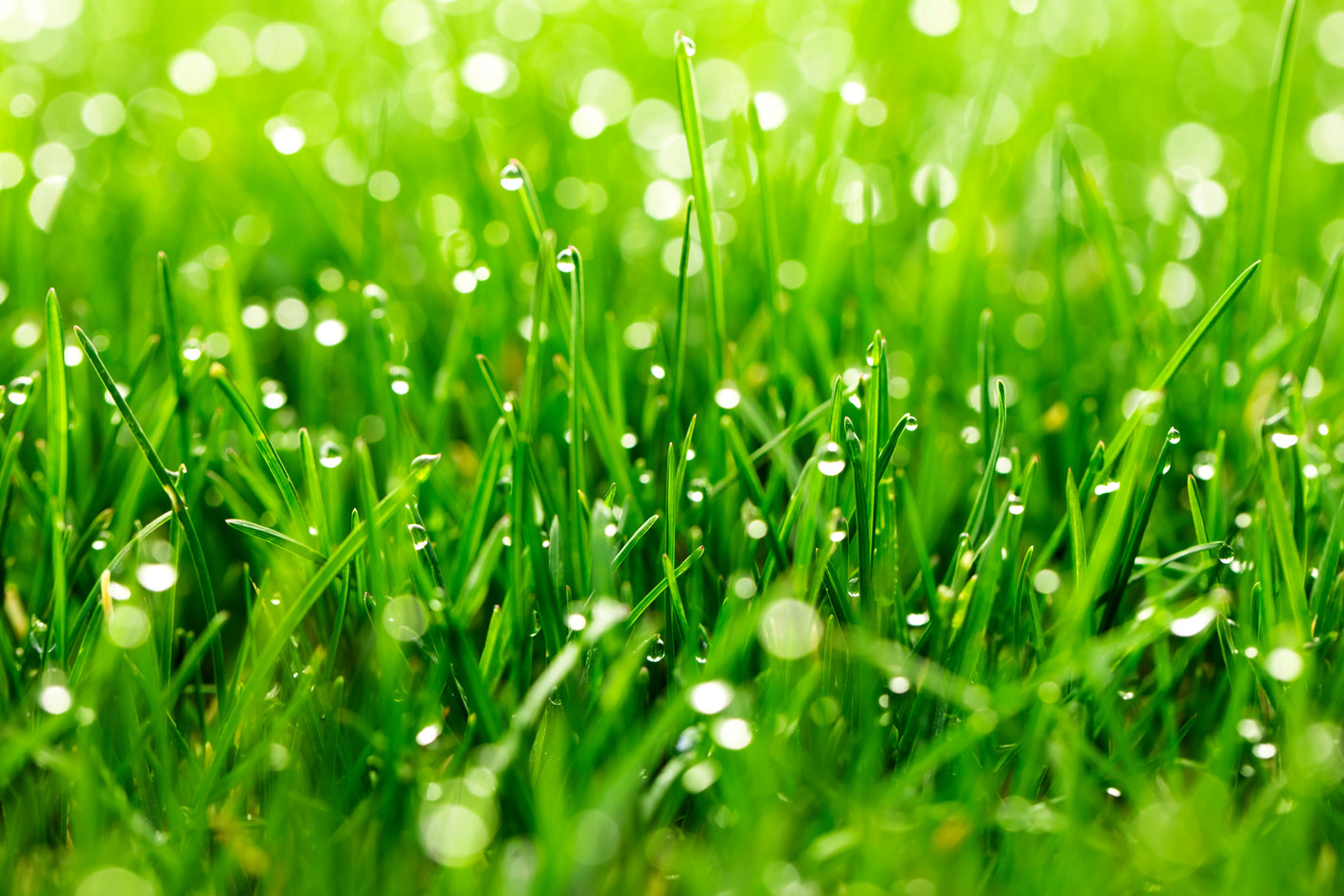 vivid green grass with water on tips