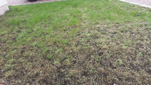 Lawn in the GreenThumb Aberdeen area that has pest damage
