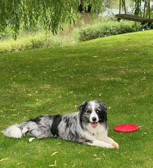 cute dog enjoying the grass treated by GreenThumb Peterborough