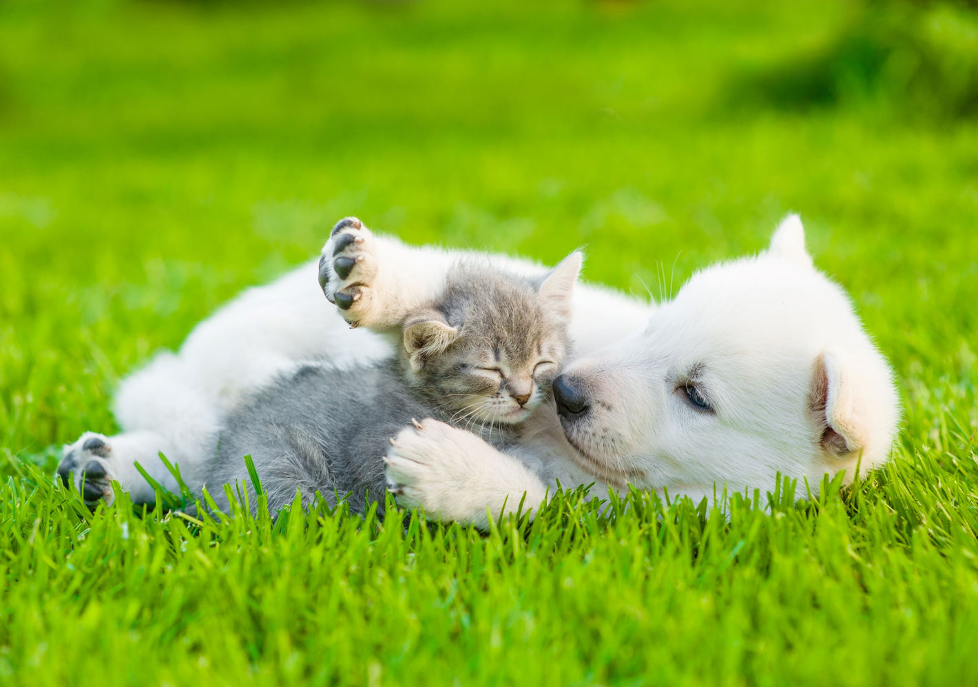 white puppy cuddling a kitten on green grass 