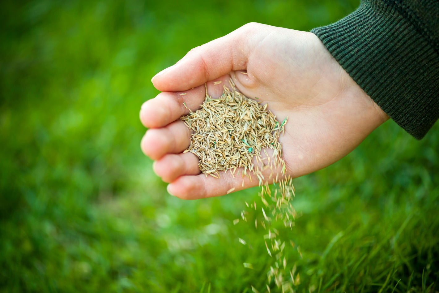 A hand dropping lawn seed on a lawn