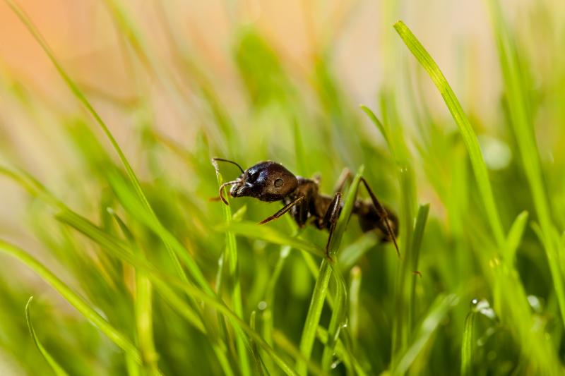 ant perching on grass leaf