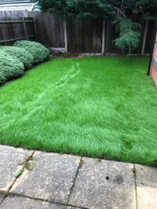 Previously a dead lawn, now a rich green colour after treatments by GreenThumb Leicestershire West