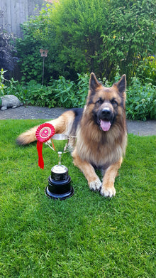 greenthumb grantham & bourne dog/pet on a lovely green lawn