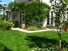 A beautiful health lawn after treatments by GreenThumb Aylesbury 