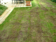 A patchy brown lawn before GreenThumb Aylesbury started treating