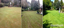 before lawn and after treated by GreenThumb Gravesend