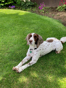 Springer spaniel dog lying on the lawn treated by GreenThumb Peterborough