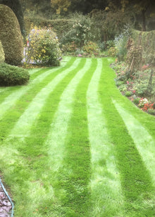 lush lawn with stripes treated by GreenThumb Notts South