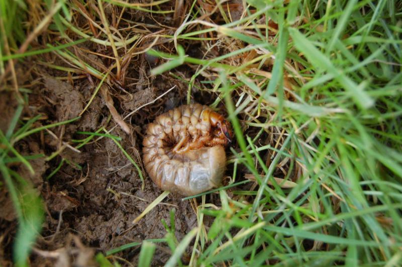 chafer grub in grass