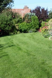 Healthy lawn treated by GreenThumb Brentwood