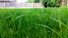 beautiful lawn treated by GreenThumb Chester Northwich 