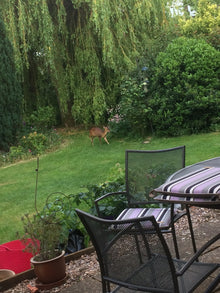 Lush lawn with garden furniture treated by GreenThumb Peterborough
