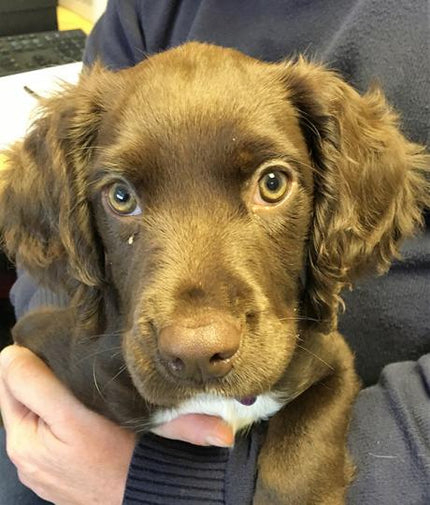 Gorgeous chocolate brown Spaniel puppy, GreenThumb Bath trainee office security