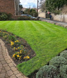 lovely front lawn treated by GreenThumb Denbighshire