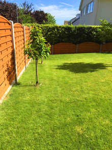 summer lawn treated by GreenThumb Denbighshire