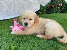 cute puppy lying on the grass treated by GreenThumb Peterborough