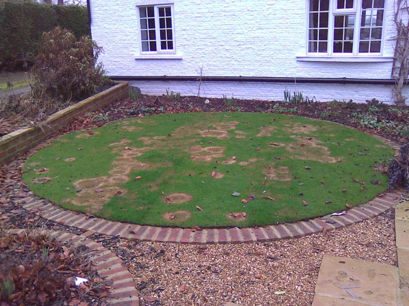 Patches of brown rings on a garden lawn. Fusarium Patch