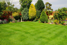Lush, green lawn treated by GreenThumb Newcastle