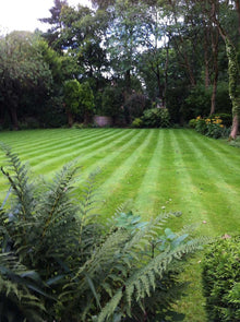 Stripes on a lawn treated by GreenThumb Bolton West