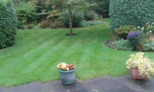 lush lawn treated by GreenThumb Falkirk